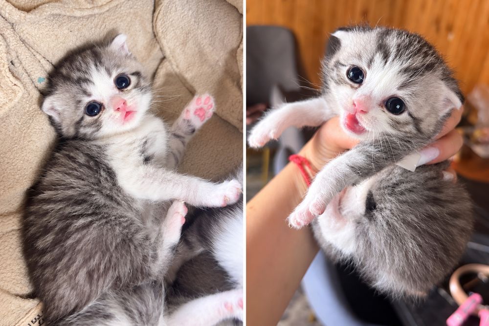 Котята 2 мальчик и девочка