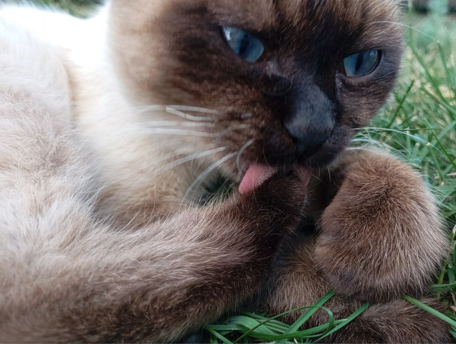 Отдам котёнка даром