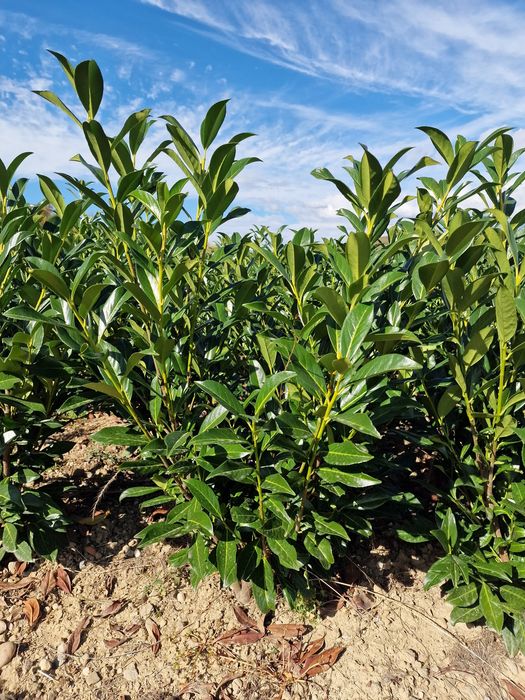 Laur Englezesc Prunus Laurocerasus 120 cm Photinia
