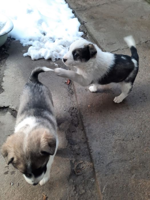 Щенки в добрые руки