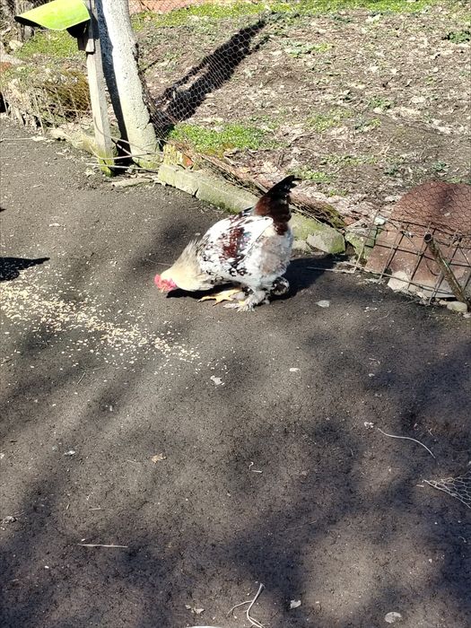 Schimb cocoși pe puici,gaini