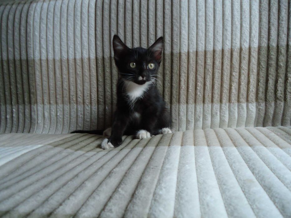 Отдам котят в добрые руки!