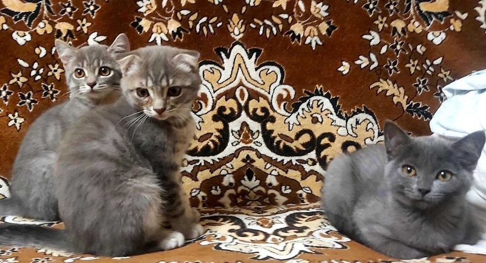 Шотландские Котята