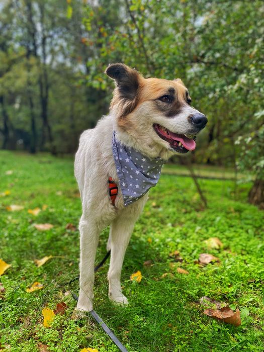 Рошаво женско куче търси дом