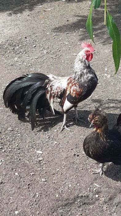 Vând cocoșel pitic