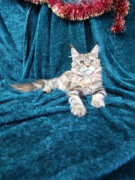 Котята мейнкун продаются