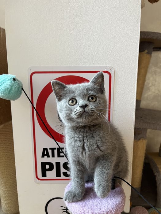British  shorthair