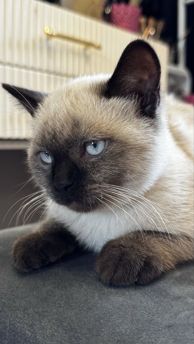 Чистокровная Сиамская кошка