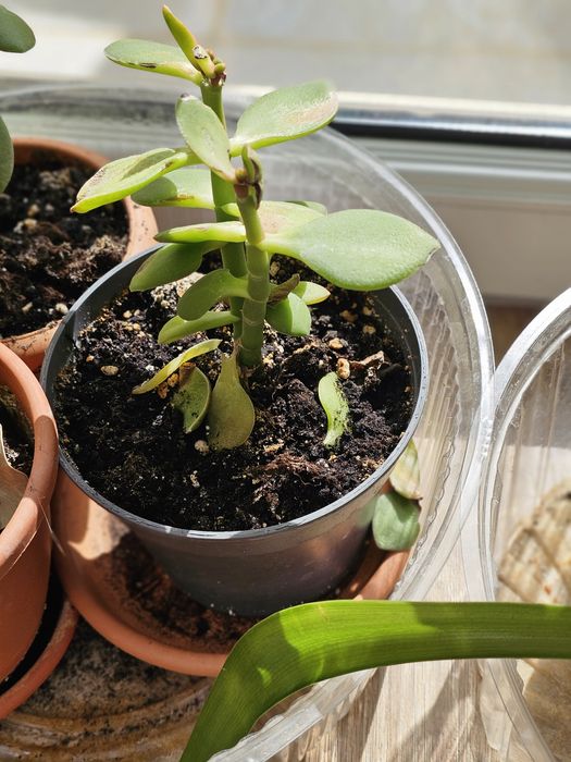 Продам комнатные цветы