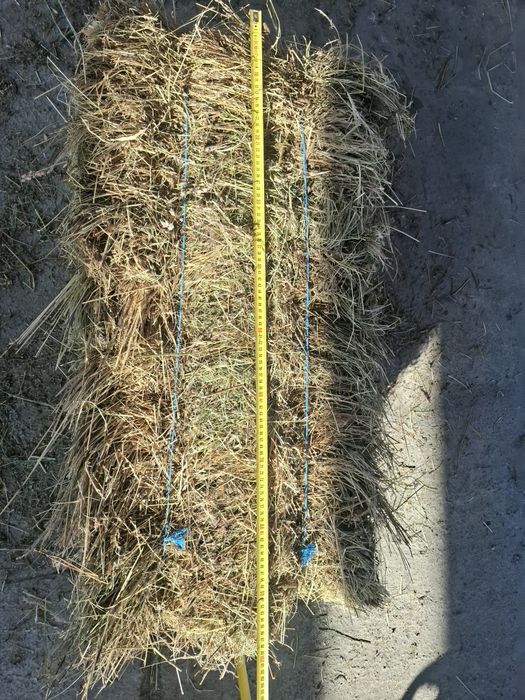 Baloti fan si lucernă