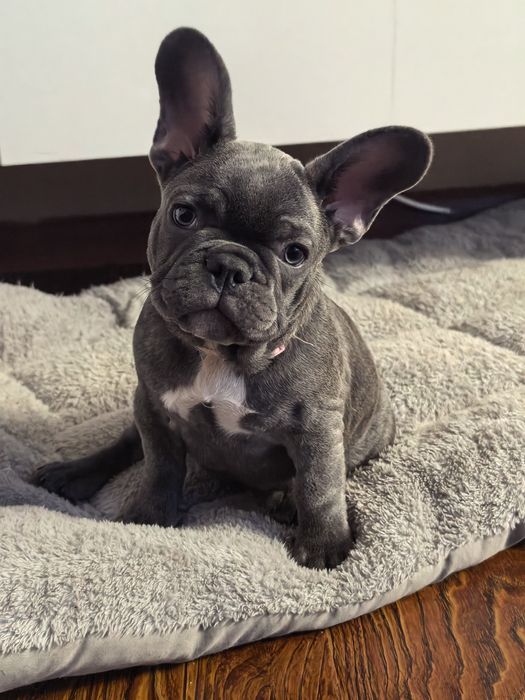 Девочка французского бульдога