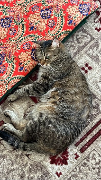 Отдаем кота( мальчик )