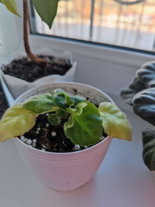 Отдам комнатные цветы