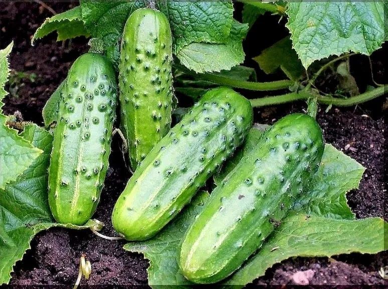 Bodring. Kunlik yangi bodiringlar.