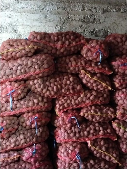 Cartofi consum, samanta,furaj