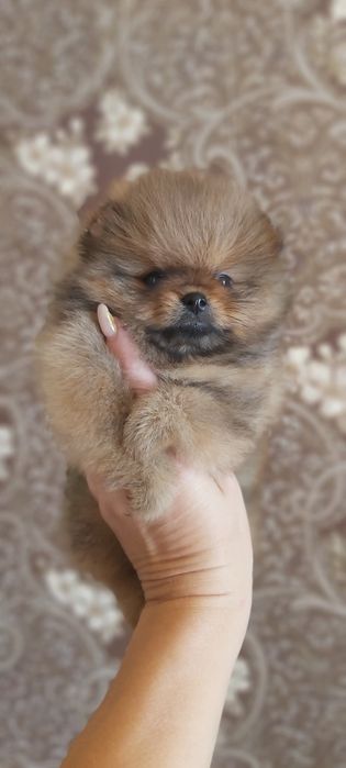 Шпицы  готовы к переезду