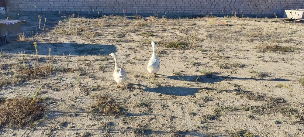 Продаю гусей 9 шт