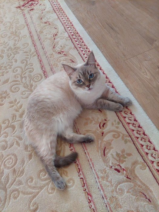 Кошка полусиамка