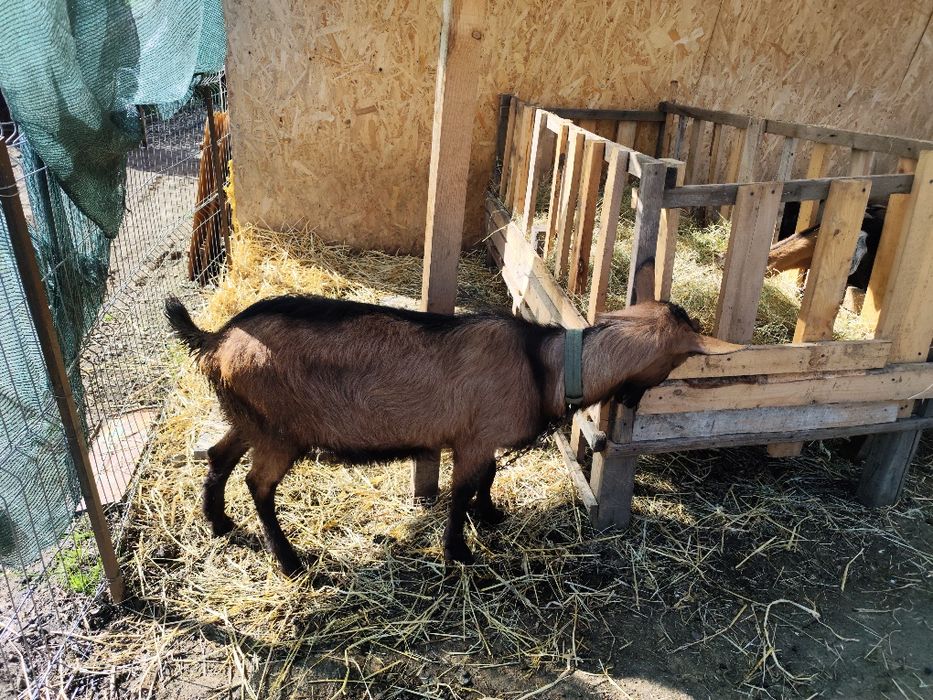 Vand țap alpin francez ciut genetic