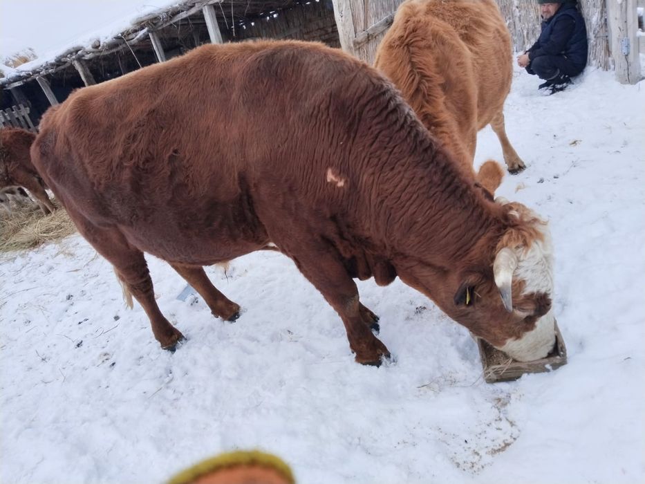 Бык акбас четыре года