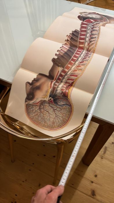 Atlas of Human Anatomy and Surgery carte medicina  XXL f rar. TASCHEN