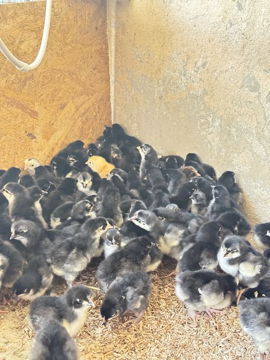 Кора шагзода зоти тозаси, брама, жайдари  жужалари