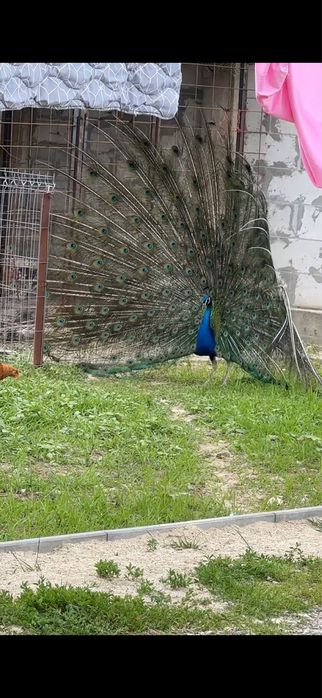 Paun matur de vanzare