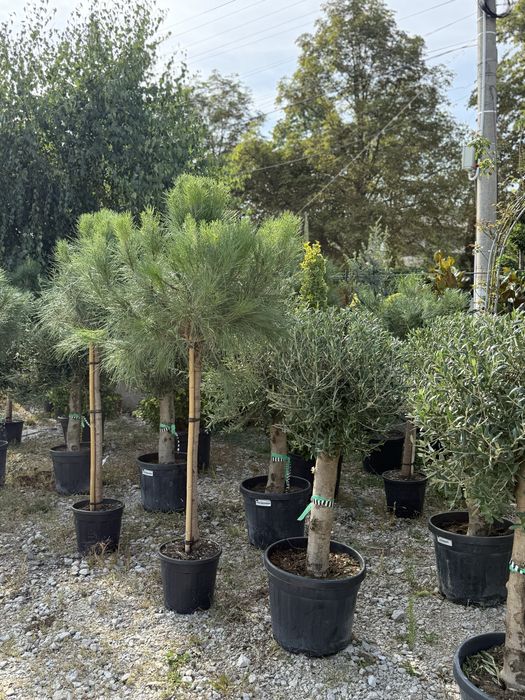 Vand plante ornamentale de calitate extra