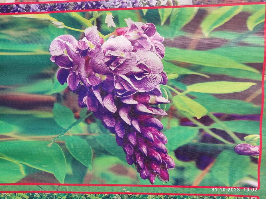 Glitsina глициния guli (optom)