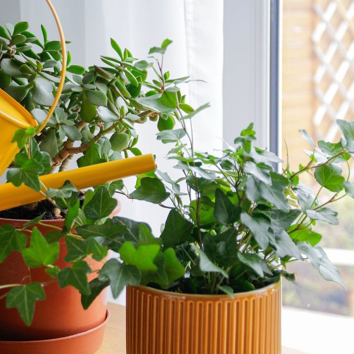 Ingrijire pentru plante de apartament si gradina