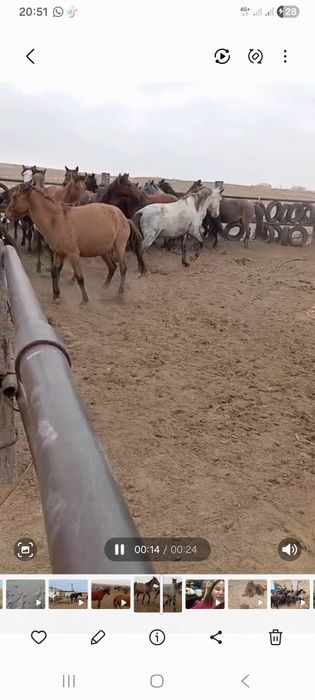 Үйір сатылады жас биелер