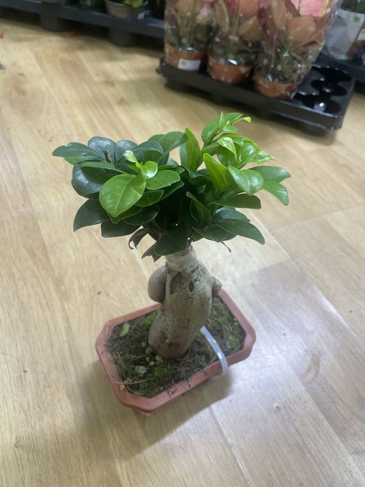 комнатные растении