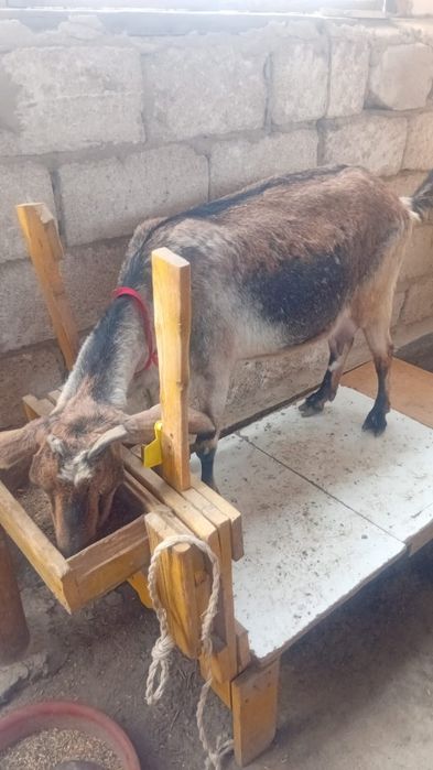 Ешкі сүті бар...