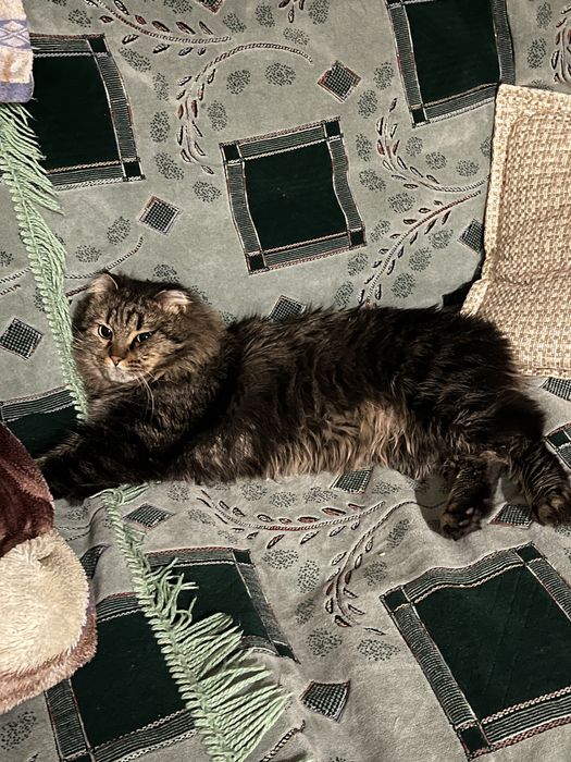 ПРОПАЛ КОТ. Помогите найти!