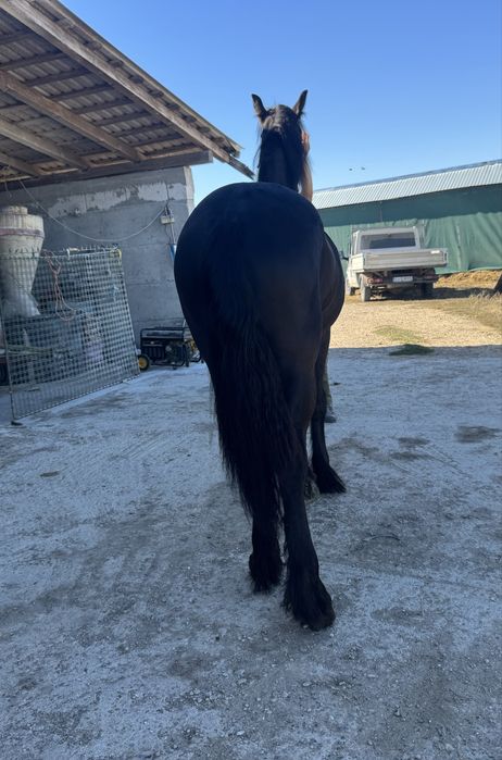 Manz Friesian / Frizian