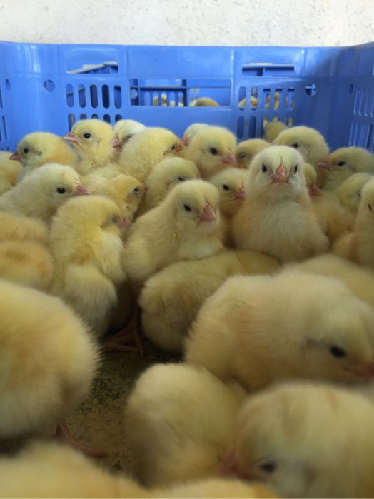 Инкубатор 48 талик бройлер  росс 308 кобб 500 ломан индук несушка