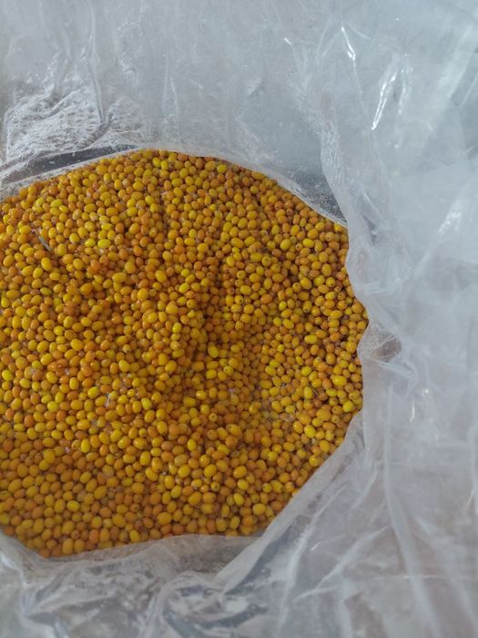 Vând cătină bio aleasă bob cu bob