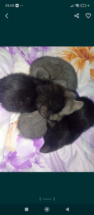Котики красивые и милые