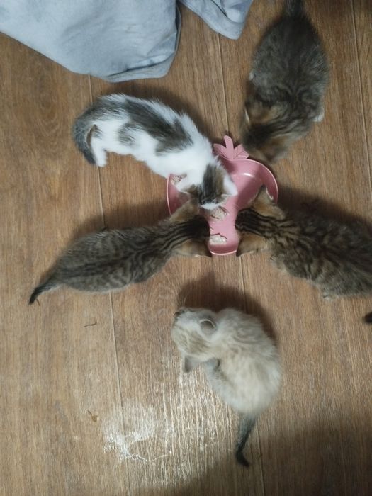 Котята в добрые руки бесплатно