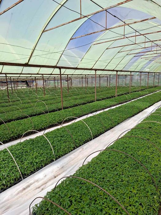 ТОП РАЗСАД НА ТОП ЦЕНА!!!