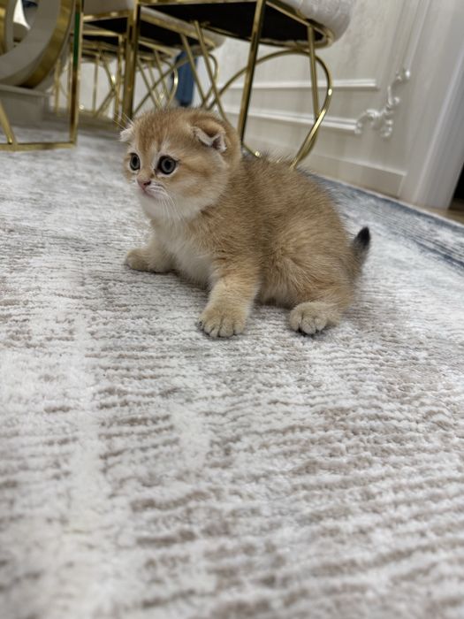 Золотая шиншилла