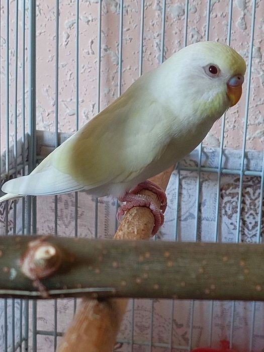 Ок волнистый попугай сотилади