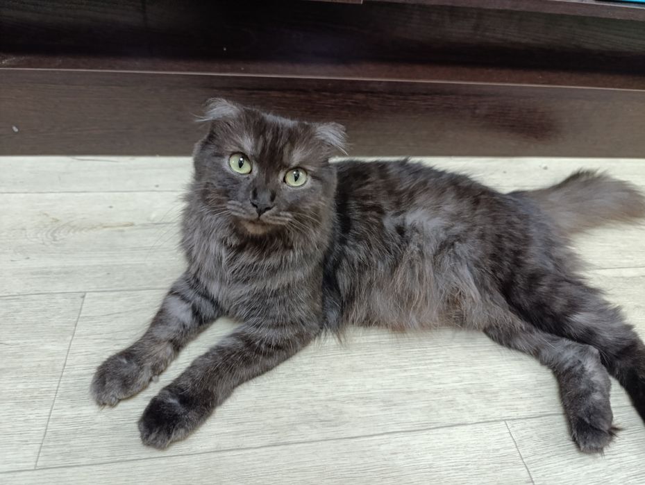 Отдам котенка 1,5 мес