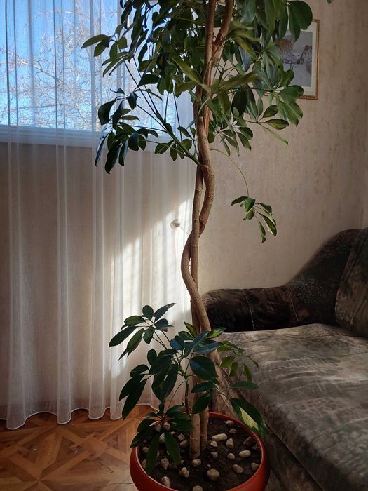 Продается  комнатное  высокое растение Шеффлера