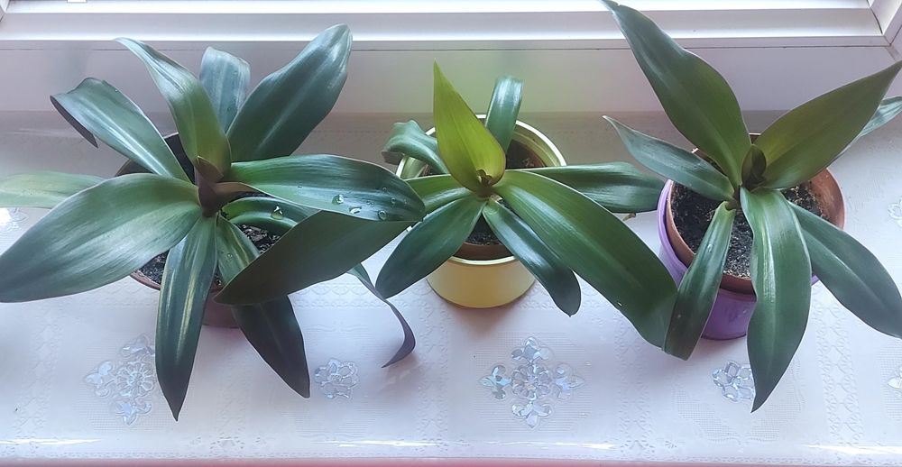 Продаются комнатные цветы