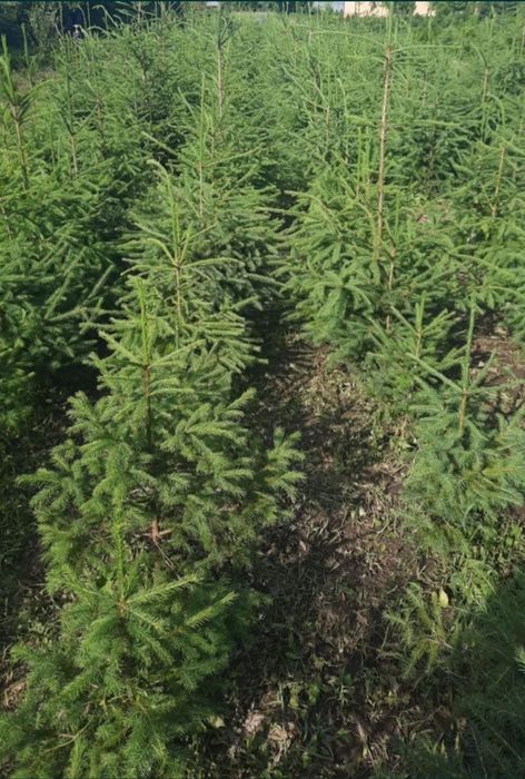 Brazi de nuntă și baloți de cracă