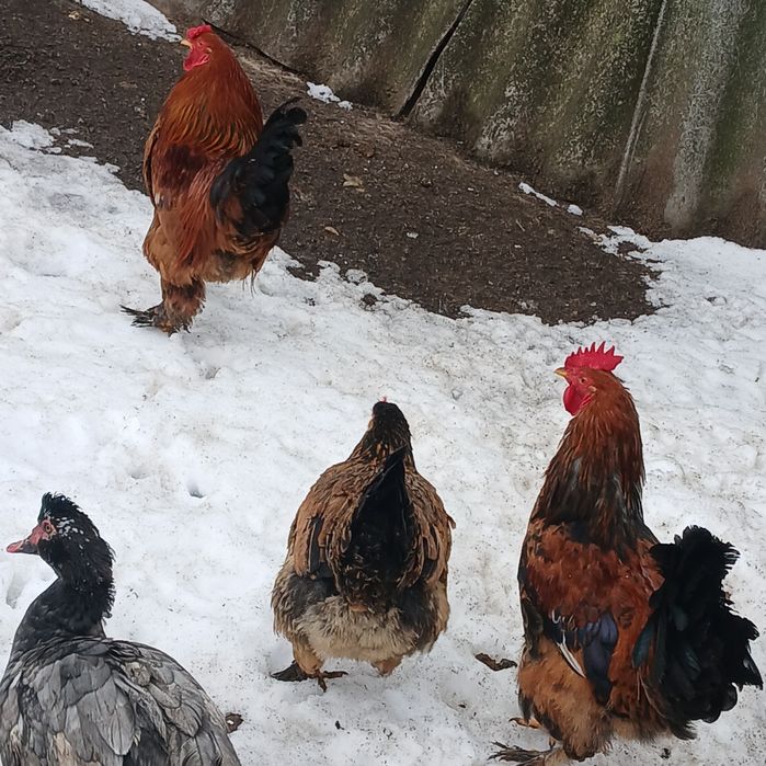 Vand 5 cocoși roșii