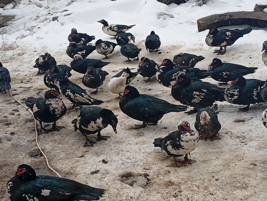 Vând rate leșești