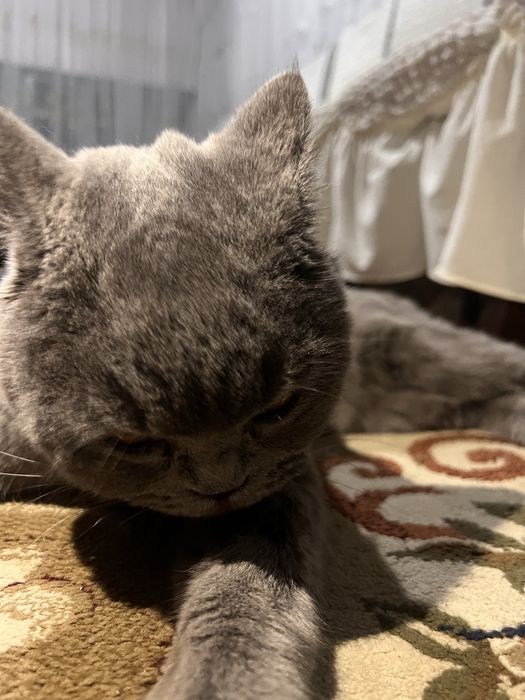 Mushuk british strayt