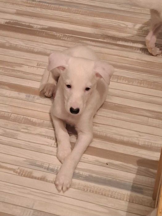 отдам в добрые руки щенков